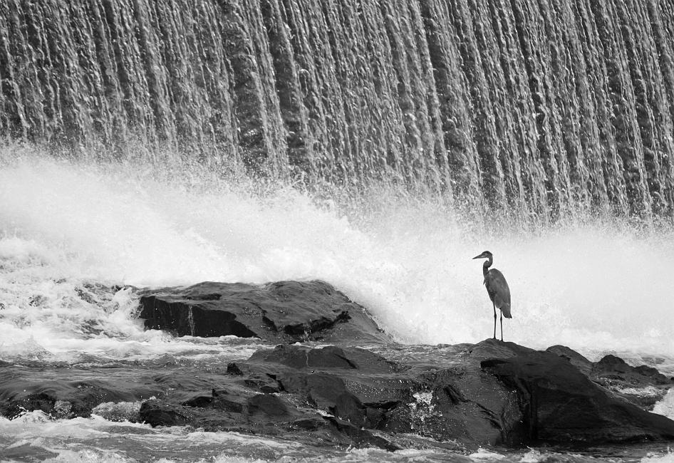 DSC_2121b.jpg - Great Blue Heron standing near the dam. Converted to B&W.